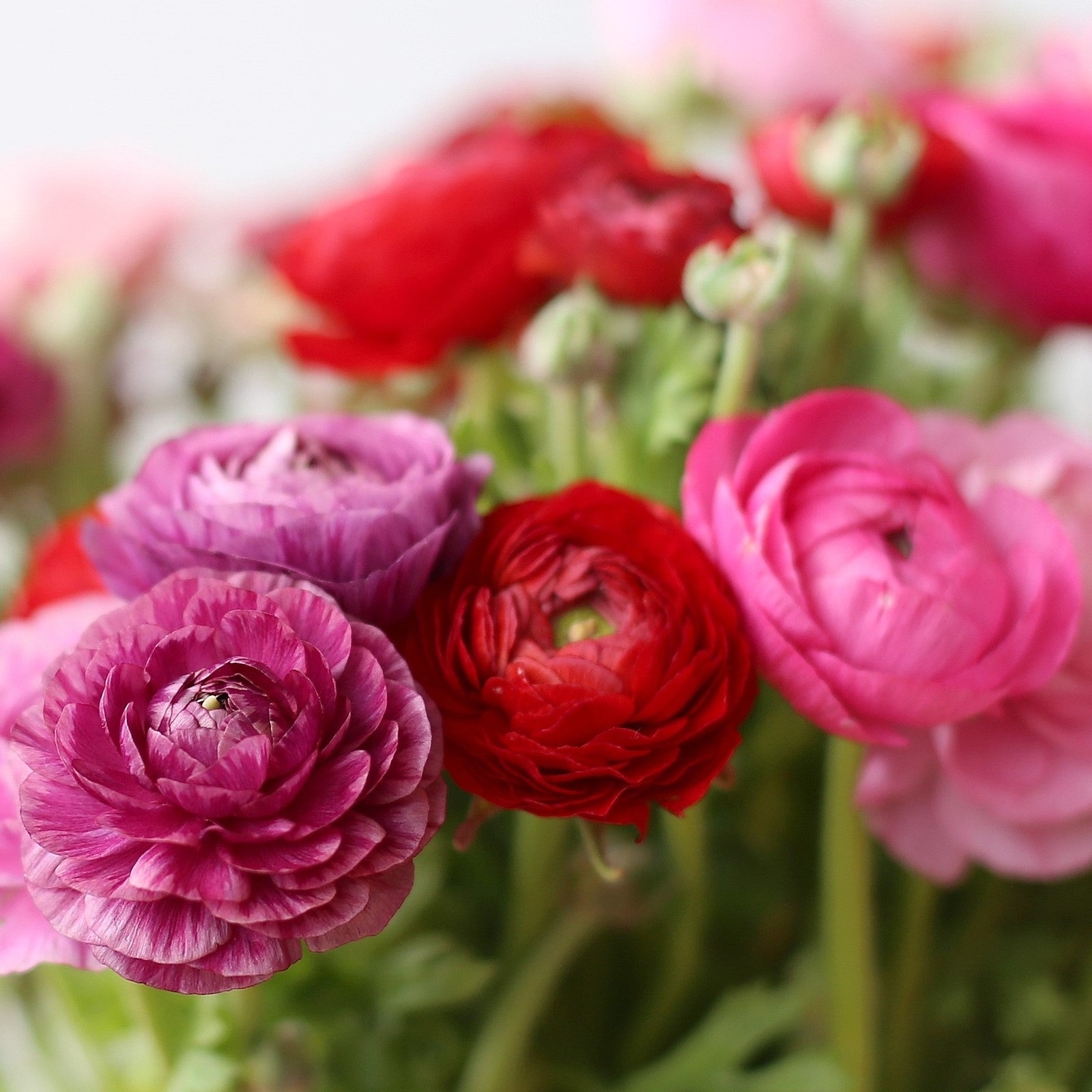 Ranunculus Buttercup Very Berry Collection 30 Bulbs – Spring Blooms in Sun