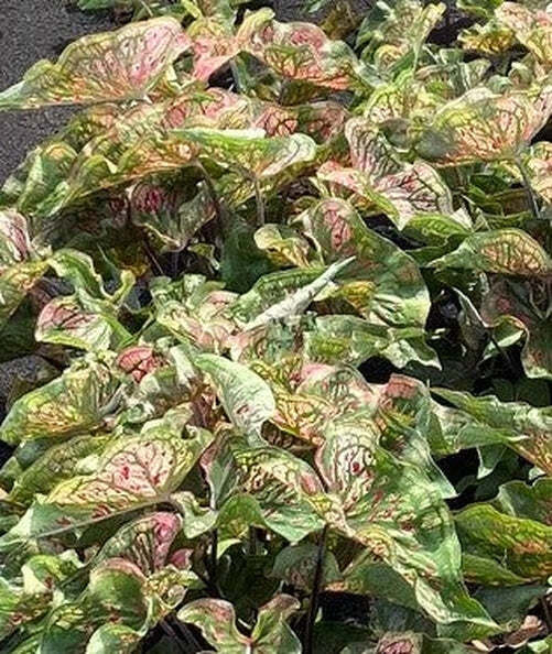 Blue Buddha Farm: ‘Spicy Lizard’ Caladium – Exotic Foliage with a Twist (2
