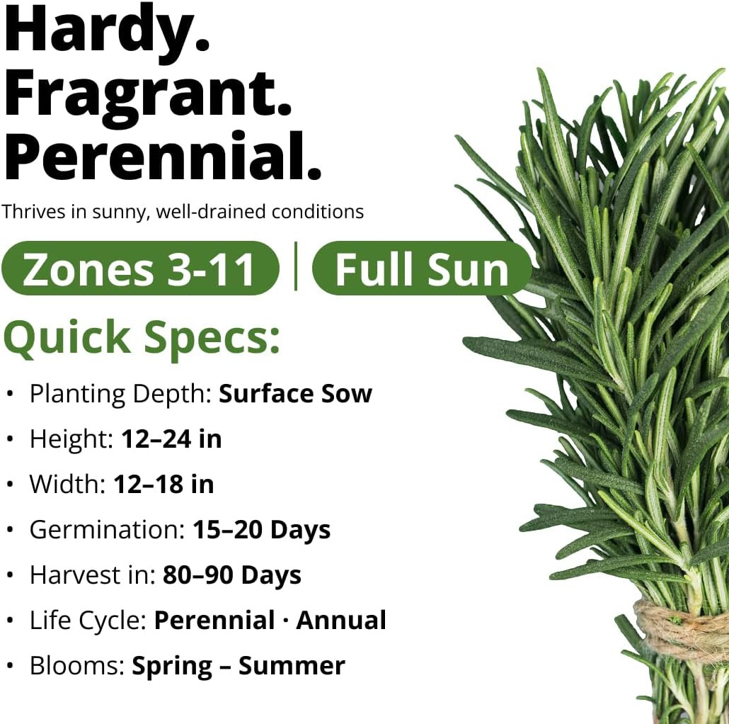 Non GMO Rosemary Seeds Pack – 150 High Germinating Heirloom Herb Seeds for Plant