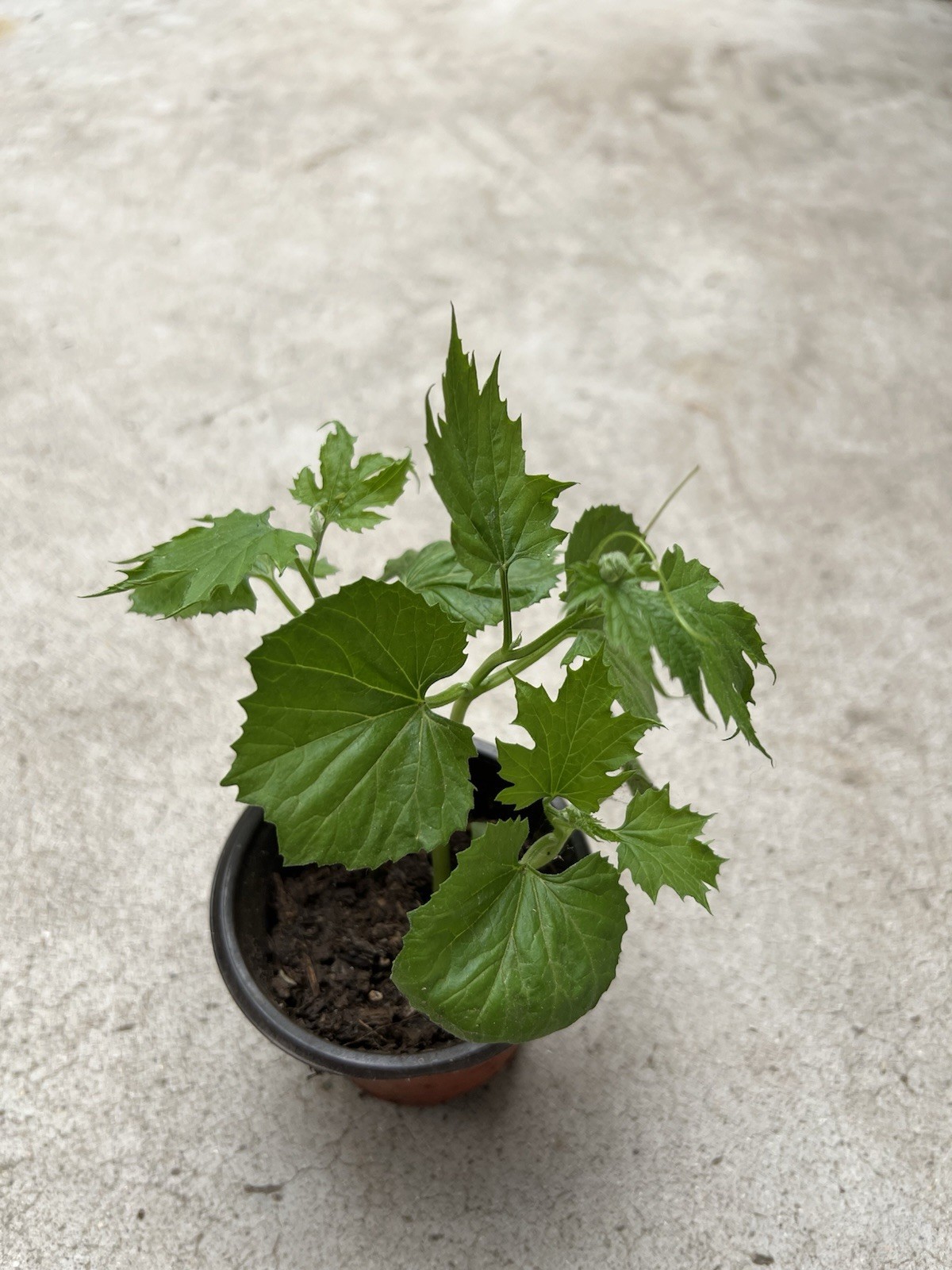 Bitter Melon Starter Plant 5” Live Vegetable Ready To Plant