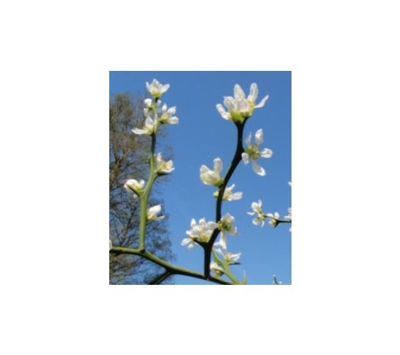TRIFOLIATE ORANGE 13-18″ TREES Quantity 3