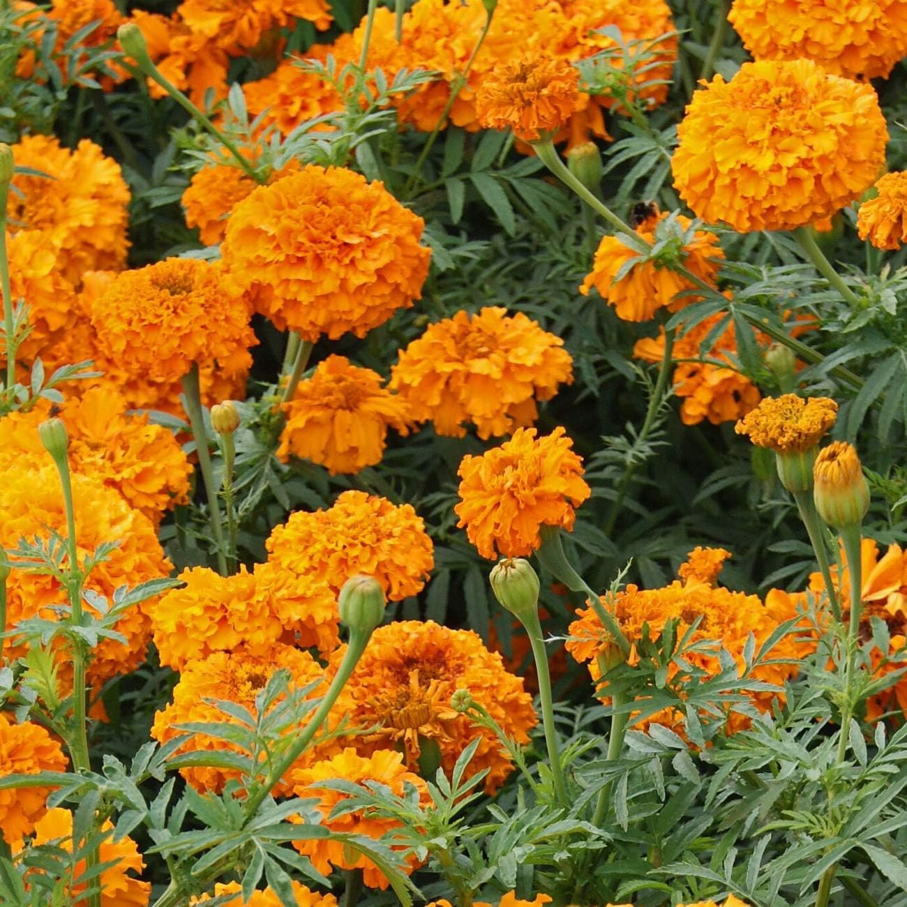 Tall Sierra Orange African Marigold Seeds for Planting – 2000 Pcs Annual, Compac