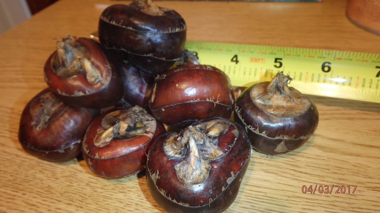 CHINESE WATER CHESTNUTS 16 bulbs (Eleocharis dulcis), edible, extremely rare