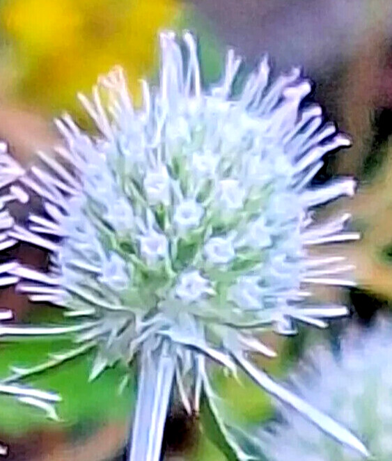 WHITE SEA HOLLY 100 SEEDS, ERYNGIUM, WHITE FLOWERS, mariesgreengarden