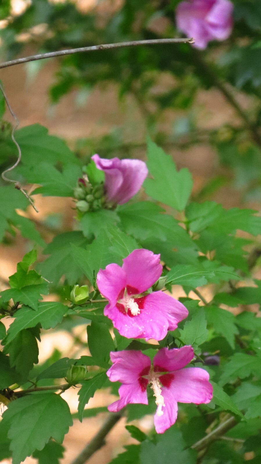 50+ Pink Rose of Sharon Seeds(Hibiscus syriacus/Aphrodite Althea/hardy hibiscus)