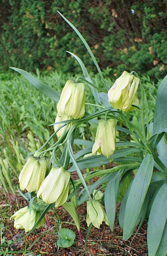 Fritillaria pallidiflora | Siberian Fritillary | 10 Seeds