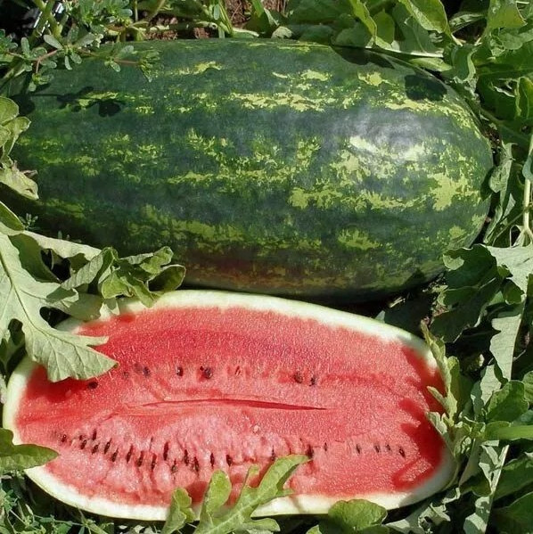 25+ KLECKLEY’S SWEET WATERMELON SEEDS – LARGE & SUPER SWEET – HEIRLOOM — FRESH