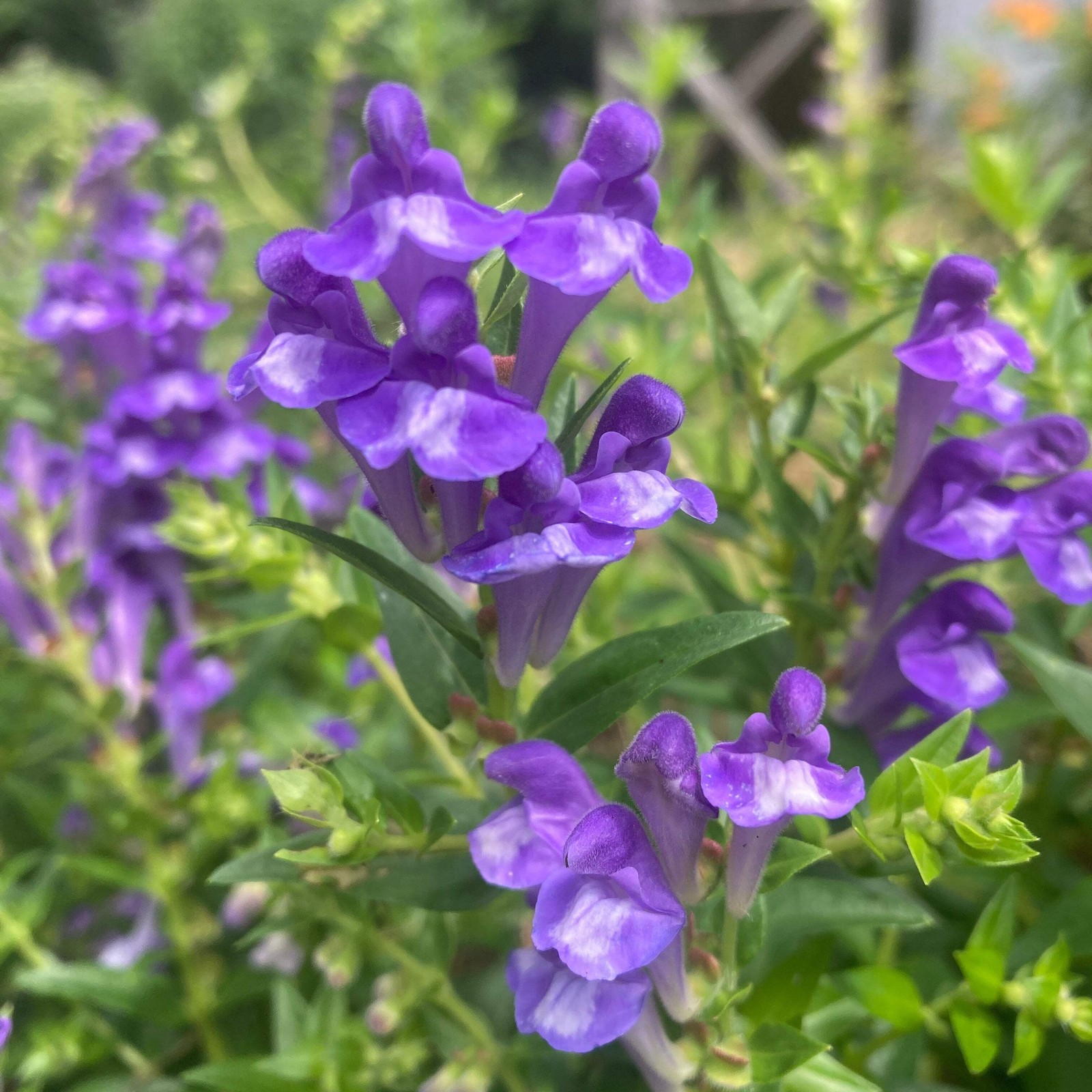 Baical Skullcap Seeds (Scutellaria baicalensis) ~Traditional Herb Flower Garden