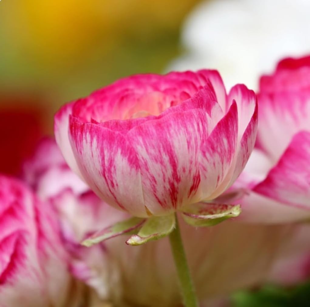 Heirloom Quality 10PCS Ranunculus Bulbs | Shade Resistant Double Buttercups
