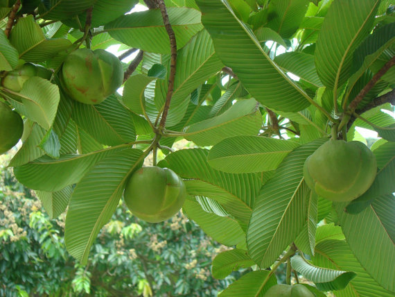 Dillenia Indica 15 Seeds, Elephant Apple Edible Fruit Shrub Tree Chulta Flowers