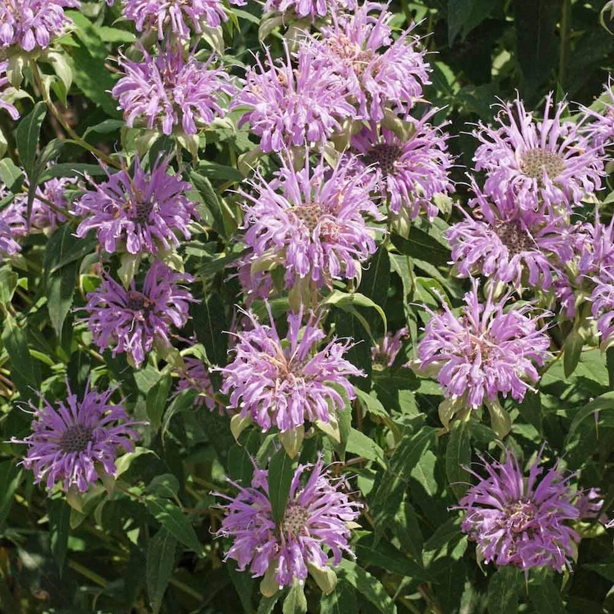 1 Oz Wild Bergamot Wildflower Seeds – Everwilde Farms Mylar Seed Packet