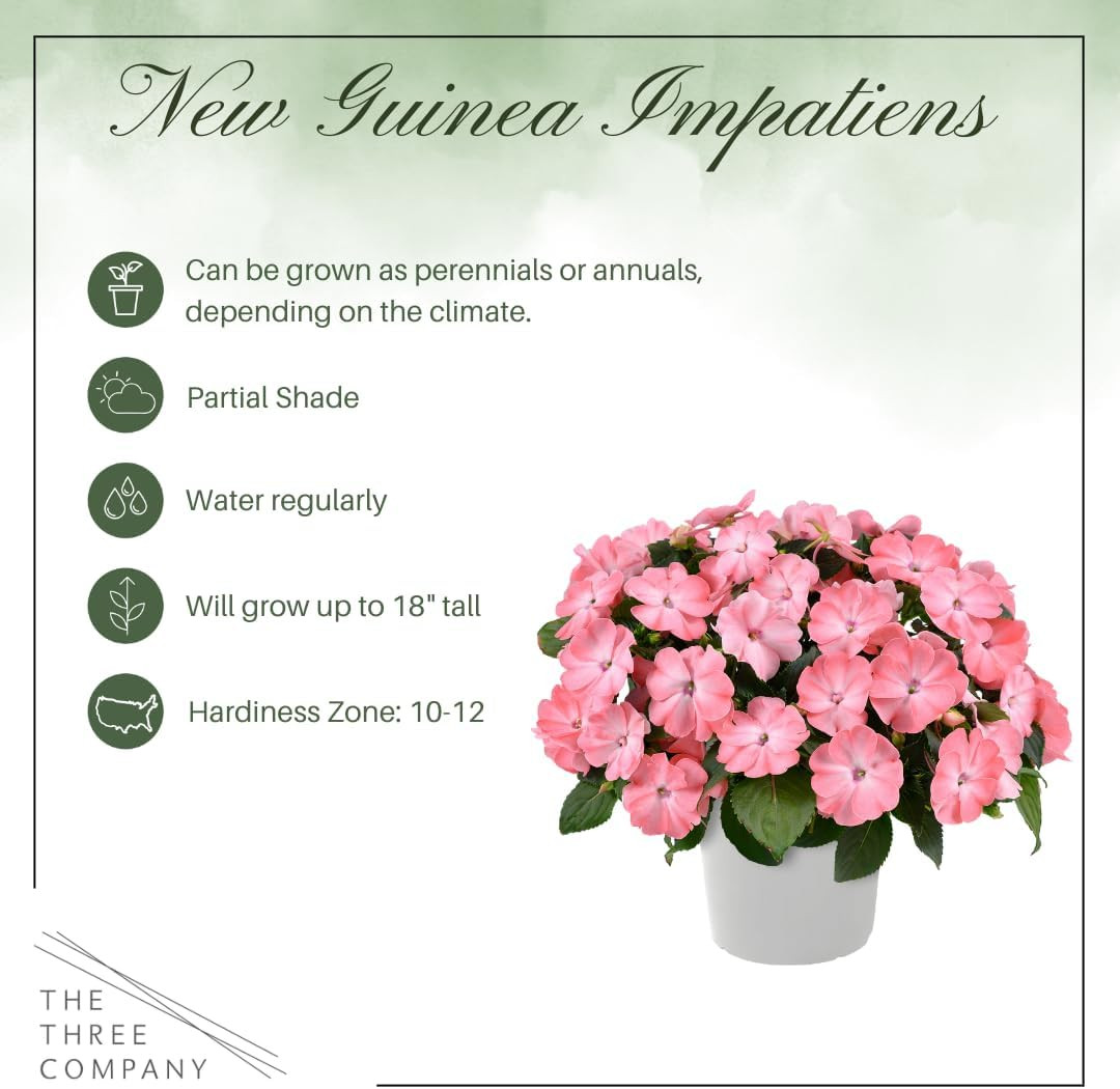 Live Flowering New Guinea Impatiens – Grower’S Choice Assorted Colors (3 Plants