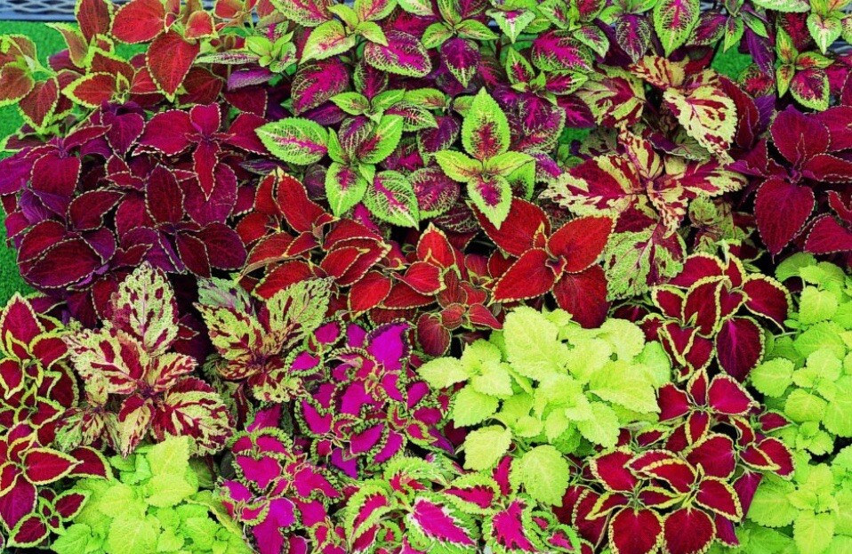 100+SEEDS COLEUS RAINBOW MIX FLOWER SEEDS Buy2get2Free(add2incart)