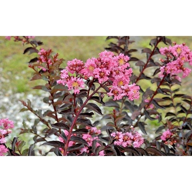 25 DELTA JAZZ CHOCOLATE MOCHA CREPE MYRTLE SEEDS – Lagerstroemia indica ‘Chocola