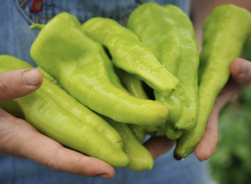 CUBANELLE SWEET PEPPER – ORGANIC – HEIRLOOM – 20 SEEDS