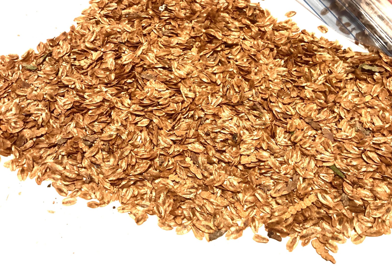Arborvitae Tree Seeds Thuja Occidentalis American Arborvitae Eastern Cedar