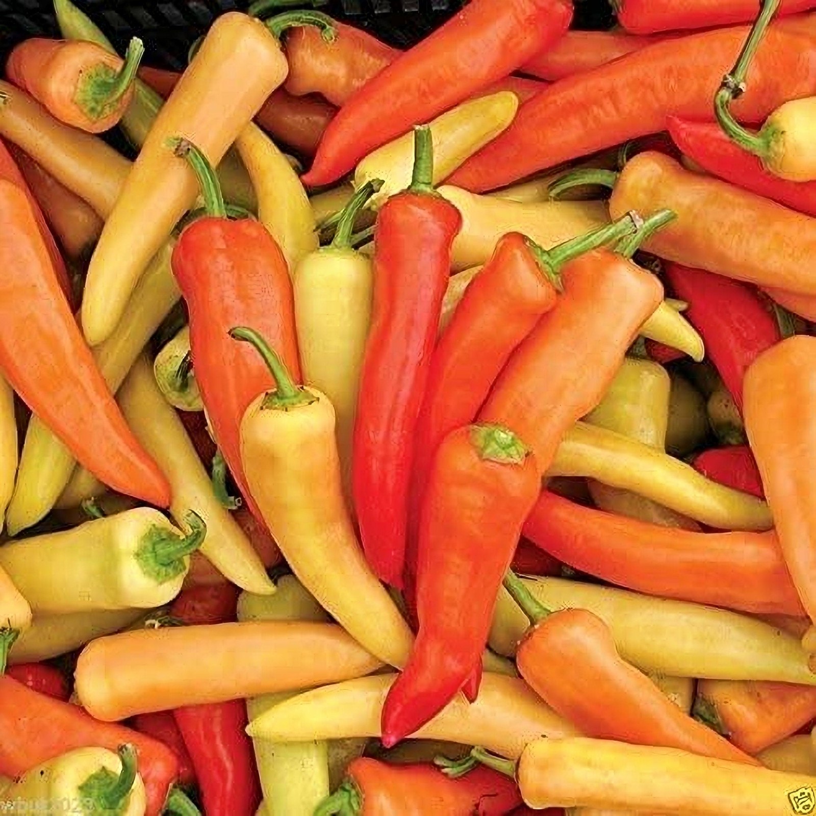 Hungarian Wax Pepper Box Garden Seeds Heirloom Sweet Pickling Vegetable