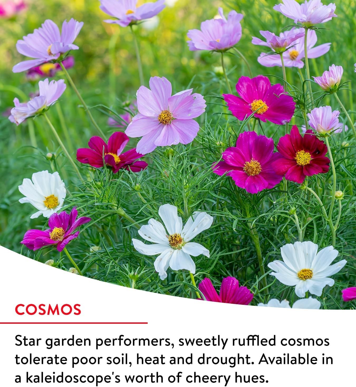 Easy Grow Wildflower Seed Mix – 25,000 Non-GMO Seeds for Colorful Outdoor Spaces