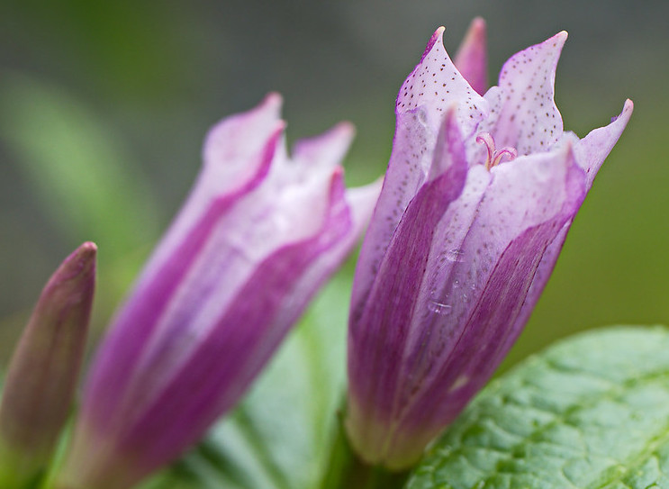 Gentiana Asclepiadea – Pink Cascade seed