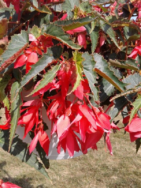 Begonia Seeds Bossa Nova Pink Glow Trailing Begonia 15 Pelleted Seeds