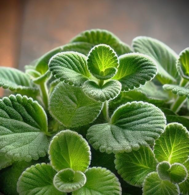 Broadleaf Thyme Seeds (Cuban Oregano) – Aromatic, Succulent Like Herb for Culina