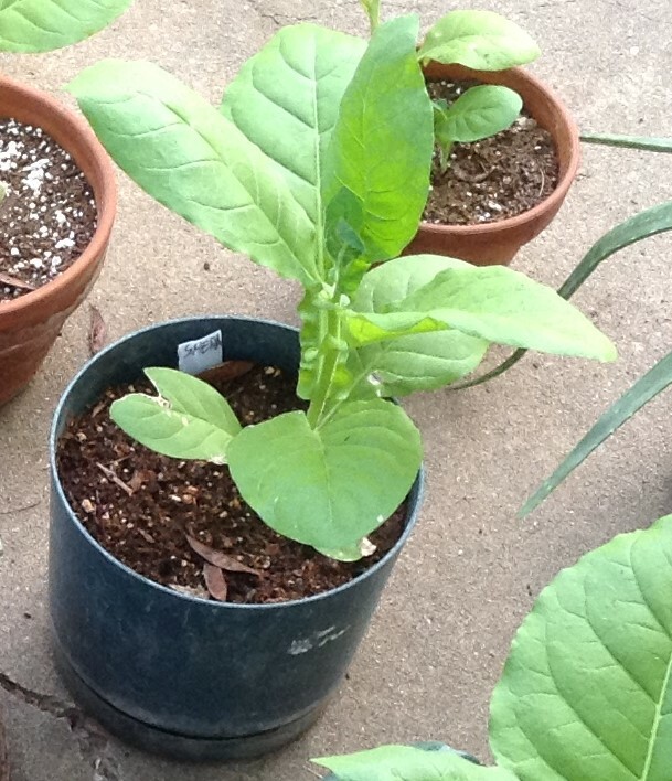 Shirazi Tobacco – Nicotiana seeds (1000+ per packet)