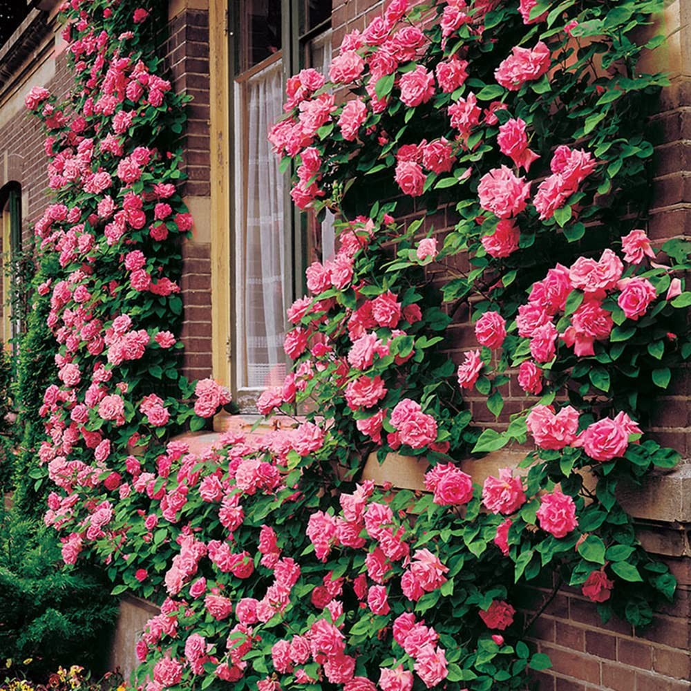 200+ Mix Climbing Rose Seeds for Planting Outdoors