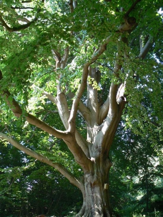 5 Oriental Beech Tree Seeds