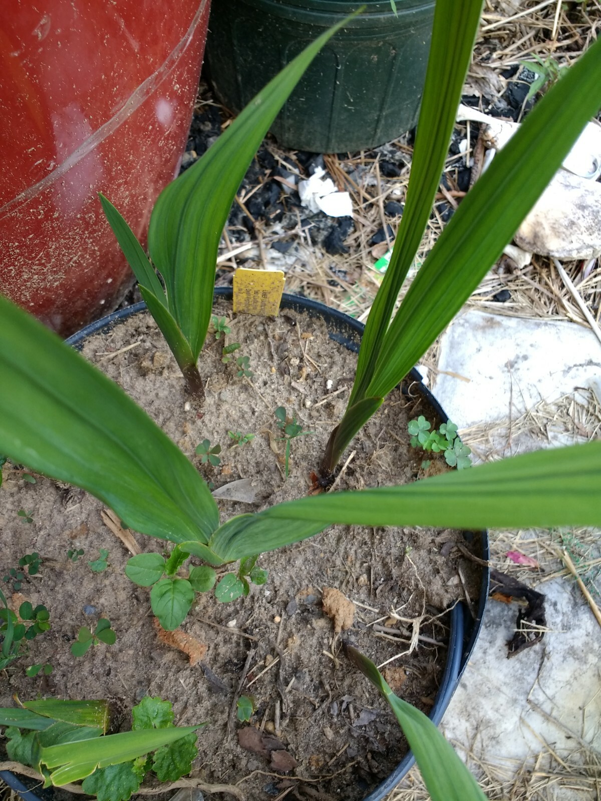 Gladiolus growing from bulbs, Buy 5 GET 5 FREE for good measure