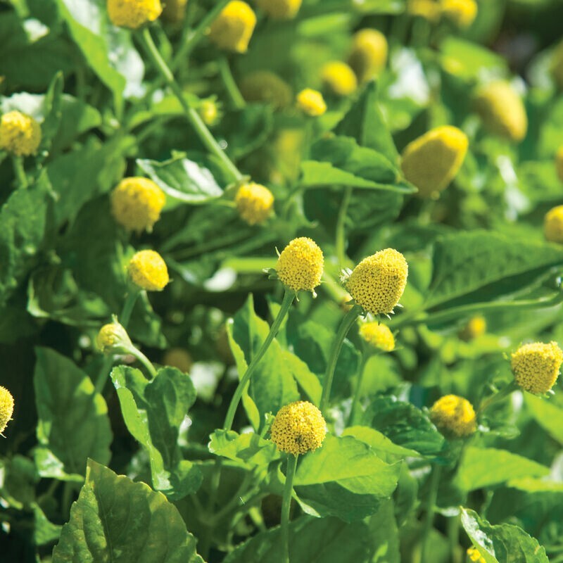 500 PARACRESS SEEDS – MEDICINAL HERB – AKA; TOOTHACHE PLANT FREE SHIPPING