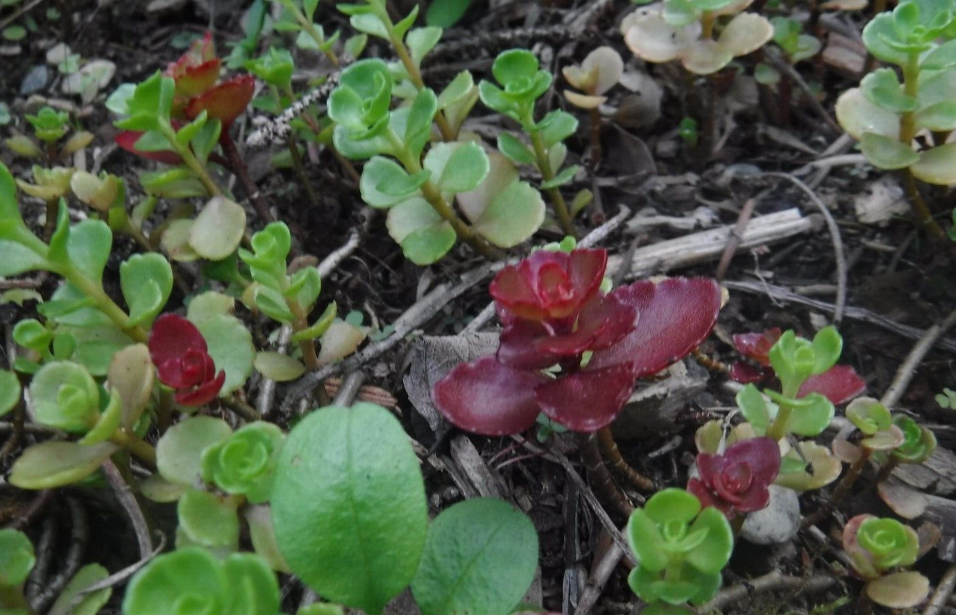 Sedum stonecrop seeds 50+ mix