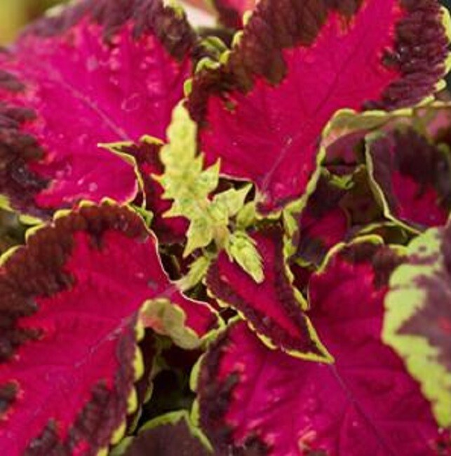 MPB#1 Coleus Seeds 50 Pelleted Seeds Fairway Rose Flower Seeds