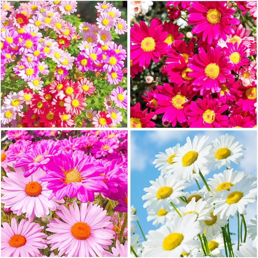 1100+Seeds Pyrethrum Tanacetum Chrysanthemum Flower for Planting Outdoor Perenni