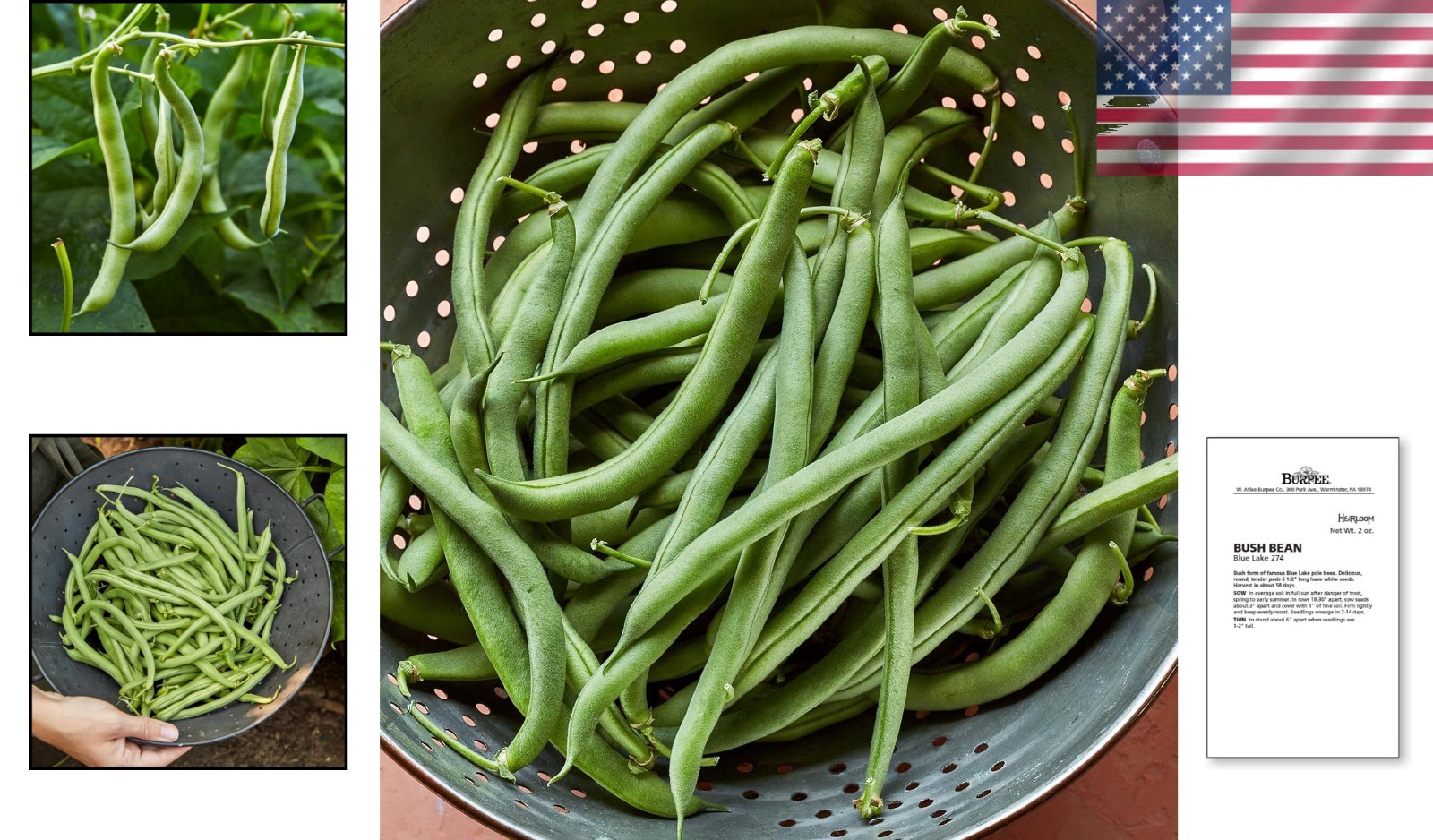 2 Oz Heirloom Blue Lake 274 Bush Bean Seeds – Quick Harvest, Full Sun Required