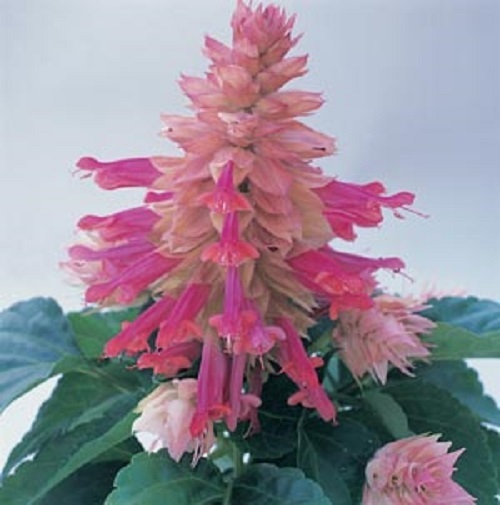 40+ BURGANDY HALO BI-COLOR SALVIA FLOWER SEEDS PERENNIAL DROUGHT TOLERANT SAGE