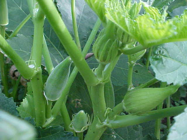 40 SEEDS ORGANIC TENDER FULL SIZE LARGE OKRA PLANT A FAVORITE! SEE PICTURES USA