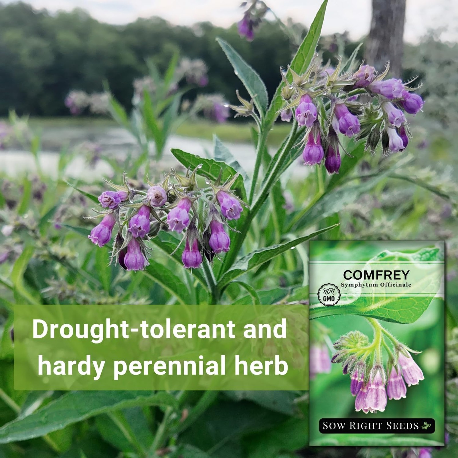 Comfrey Seeds Non-GMO Heirloom Planting Herb Garden Medicinal Soil Improvement