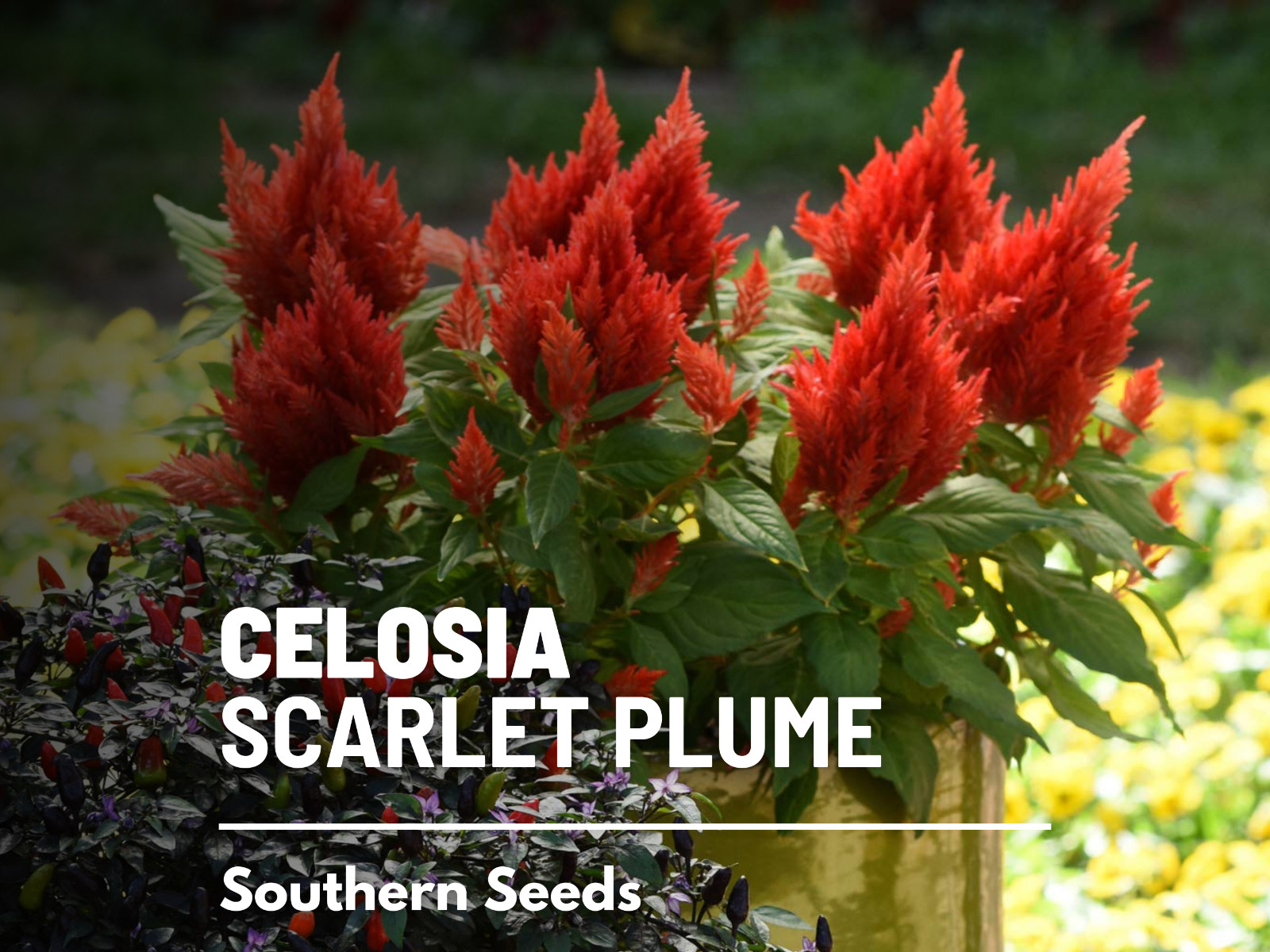Celosia, Scarlet Plume (Celosia plumosa) – 100 Seeds – Heirloom – Ornamental