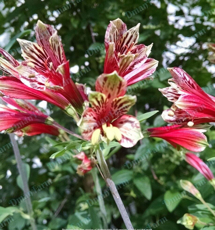3 Alstroemeria Psittacine Parrot Flower Peruvian Princess Lily Cluster of Tubers