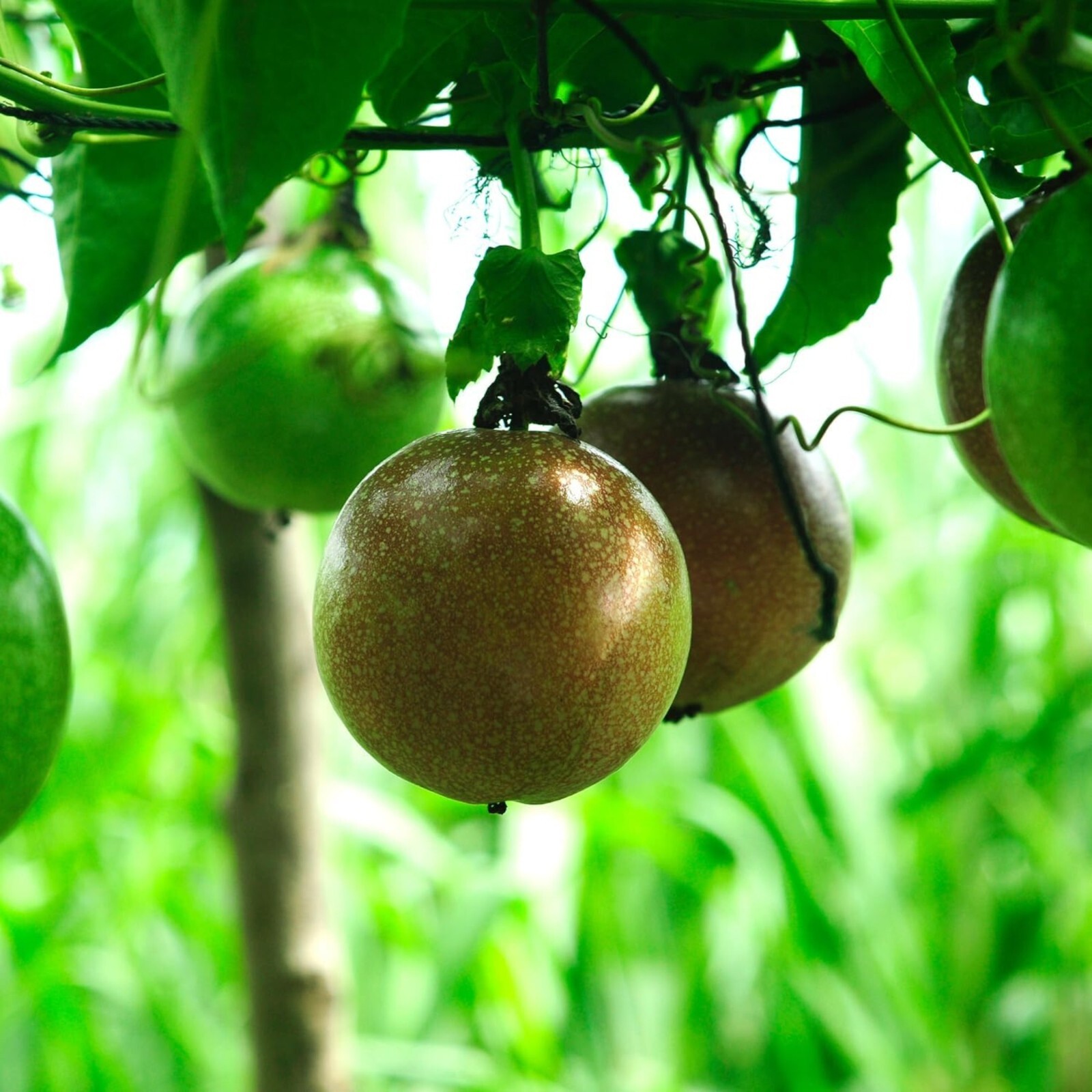 Passion Fruit Seeds – 50 Seeds – Non-GMO Tropical Climbing Vine