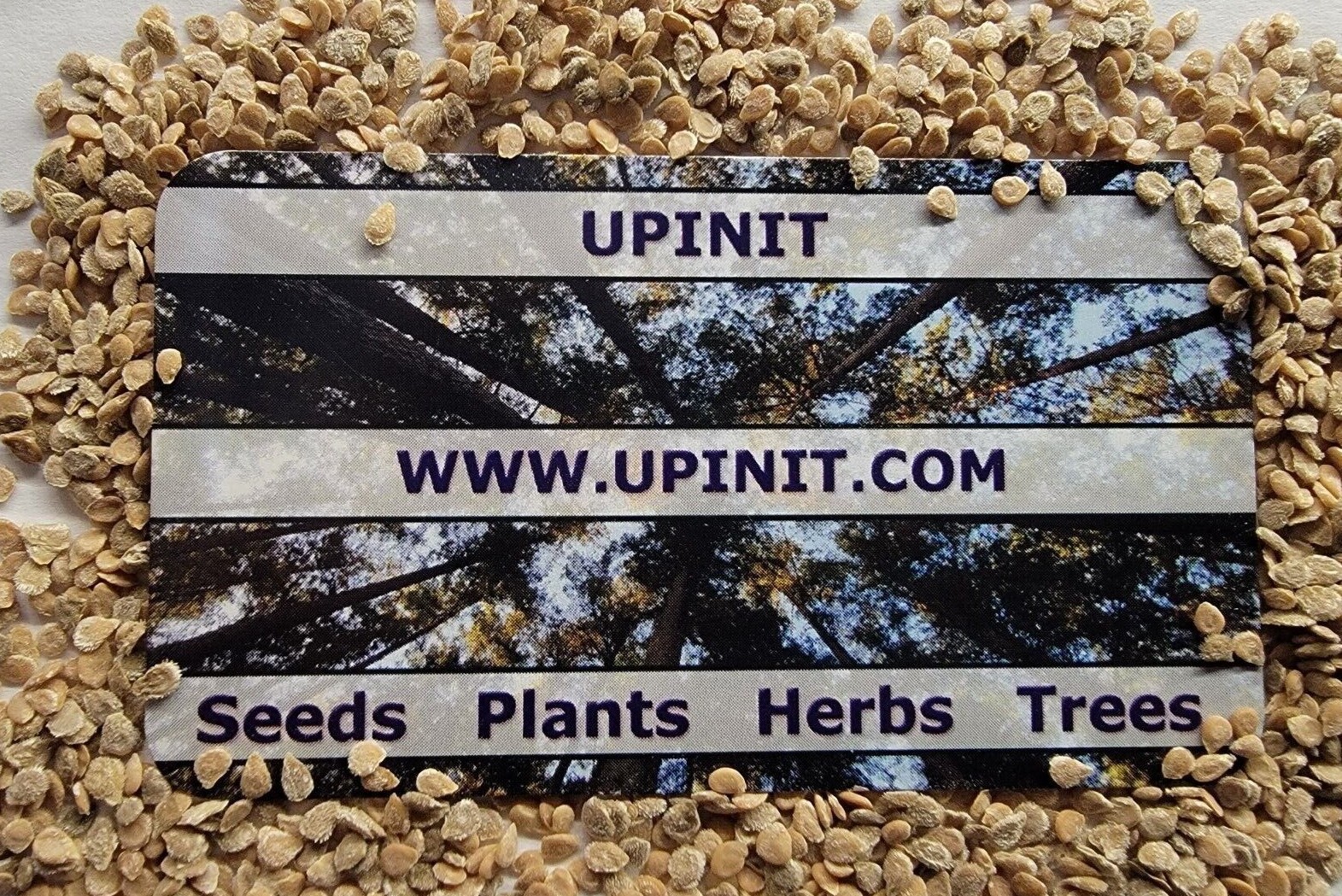 Heirloom Beefsteak Tomato Seeds (NON-GMO) FREE SAME DAY SHIPPING