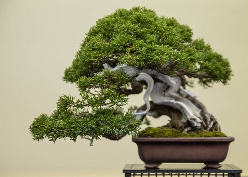 20+ Juniperus communis Berries | 50+ Seeds | Rare Juniper Bonsai Seeds