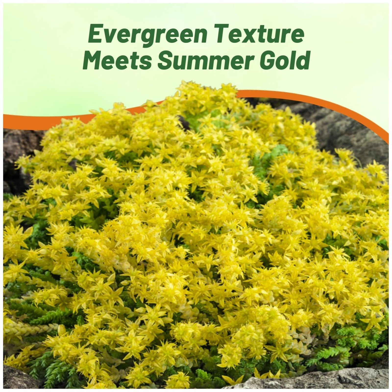Acre Sedum Seeds – 5000 Pcs Perennial Ground Cover Seeds for Planting, Cold-H…