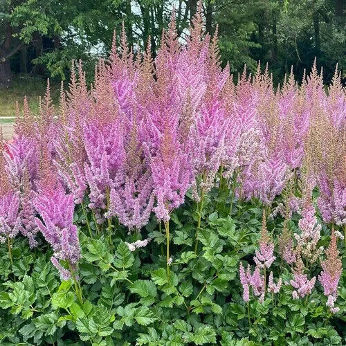 Astilbe chinensis davidii, 25 seed