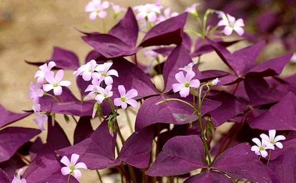 12Pcs Oxalis Bulbs for Planting Purple Shamrocks Bulbs Triangularis Lucky Lovely