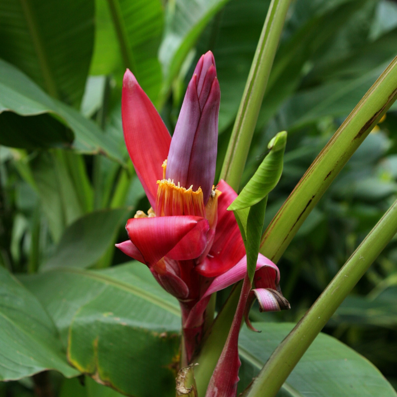 50 Musa velutina Pink Velvet Fresh Banana Seeds