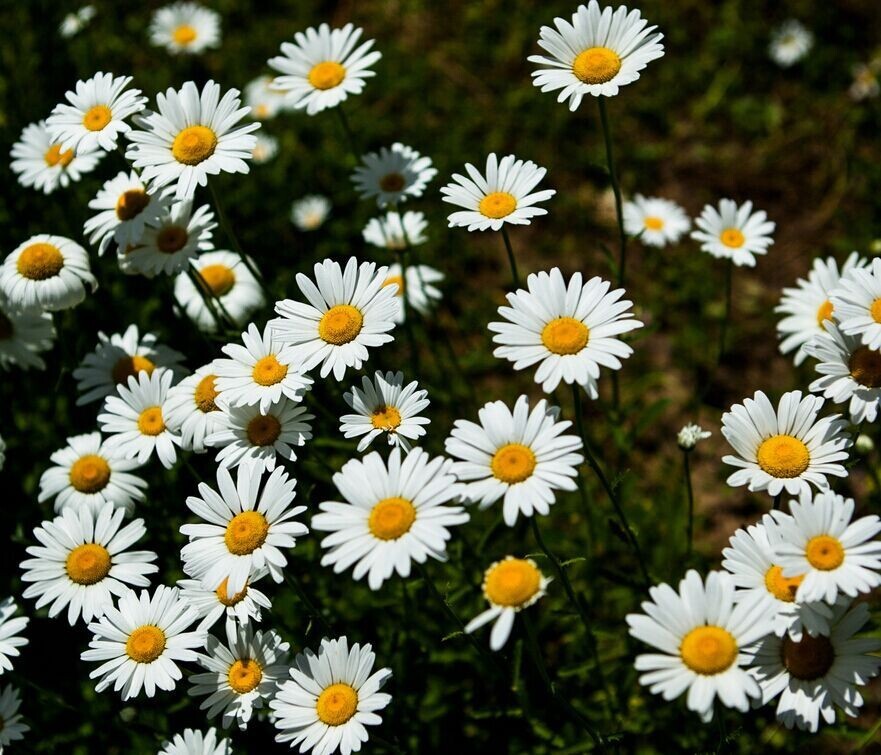 500+Alaska Shasta Daisy Seeds Hardy Perennial Garden Flowers USA