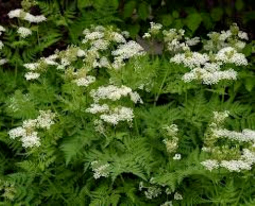 ANISE SEEDS, 100 Seeds, Pimpinella anisum, Herb Seeds, Organic, Heirloom