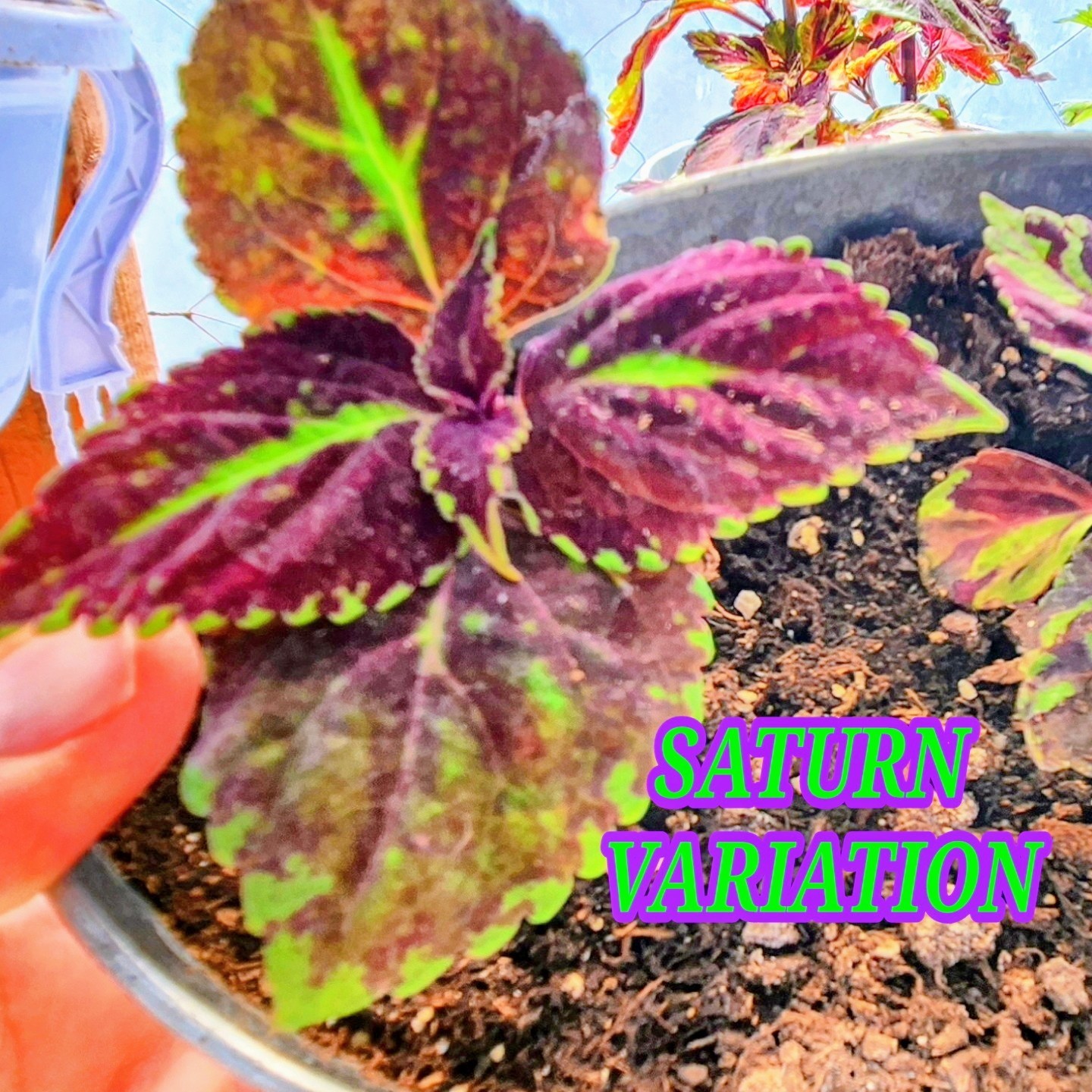 JIM’s CHOICE 8 PACK COLORFUL COLEUS SEEDS FREE SHIPPING