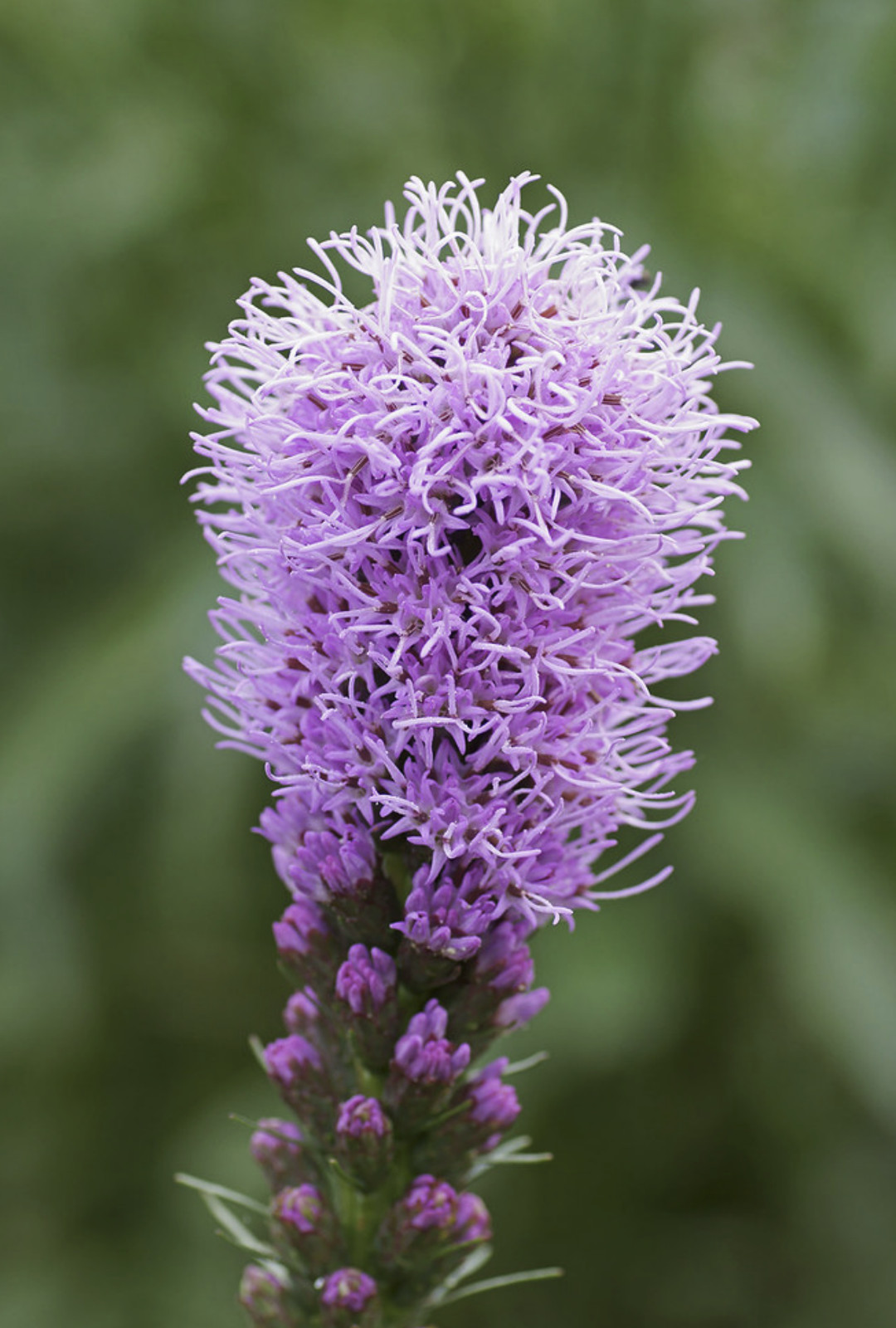 Liatris Spicata – Floristan Violet seed